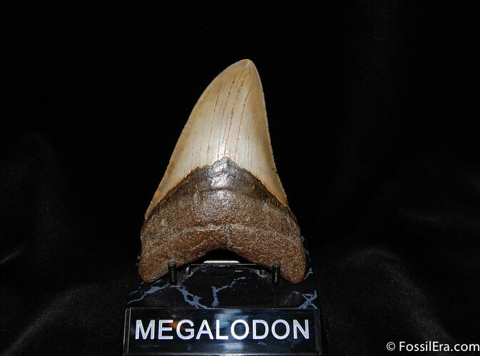 Beautiful Inch Megalodon Tooth #97